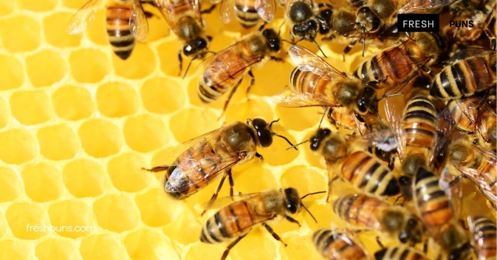 10 Sweet Honey Puns That Will Bee the Life of Your Next Gathering 2 7 Clever Honey Puns to Share with Friends