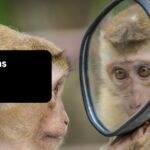 Mirror Puns